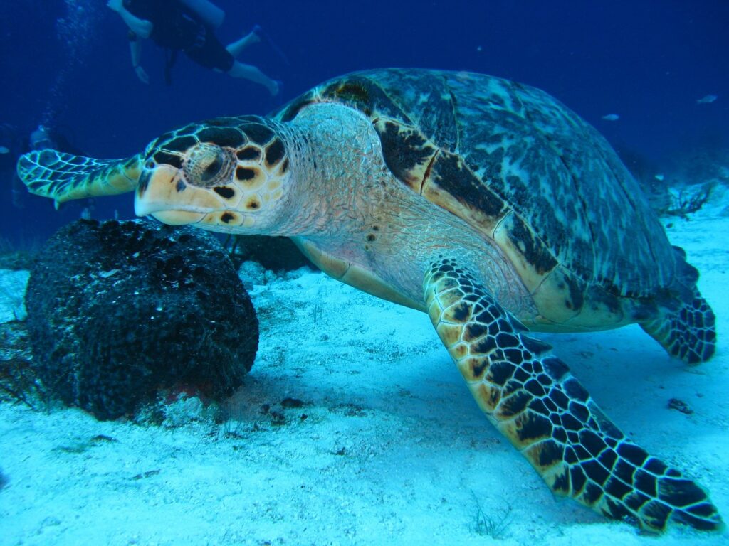 turtle, underwater, marine-1702680.jpg